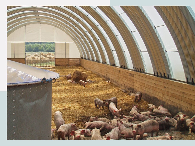 Строительство свинарников в Балтийске